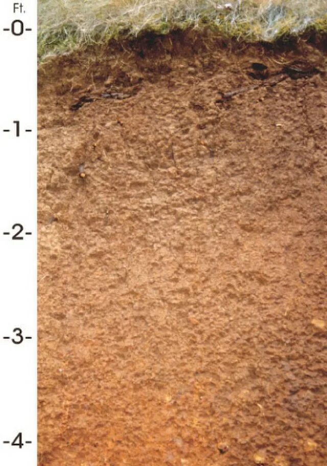 Преобладание коричневых почв. Почвенный профиль коричневых почв. Бурые полупустынные почвы профиль. Почвенный профиль бурой почвы. Бурые пустыни почвенный профиль.