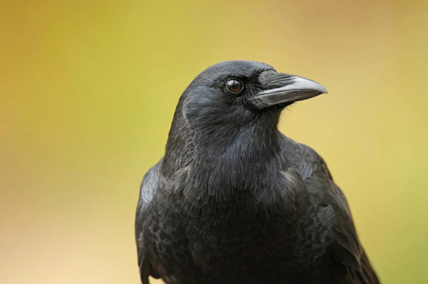 Corvus brachyrhynchos. Грач. Crow rus. Катастрофа ворона 64. Crow rus.