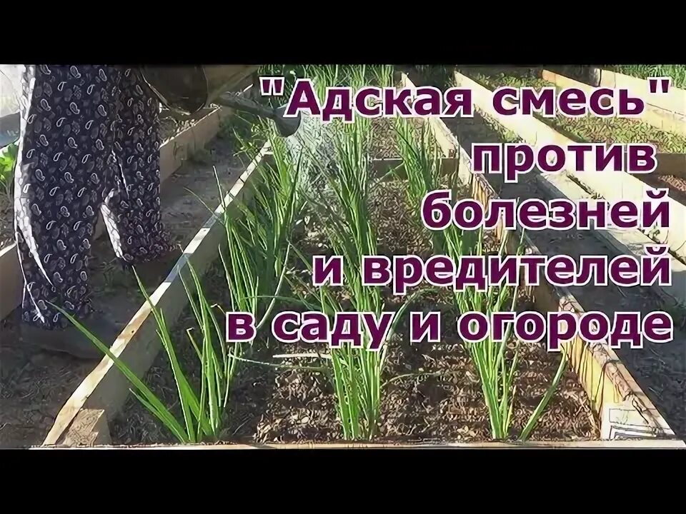 Адская смесь против болезней и вредителей в саду. Адская смесь против болезней и вредителей в саду и огороде рецепт. Адская смесь против болезней вредителей