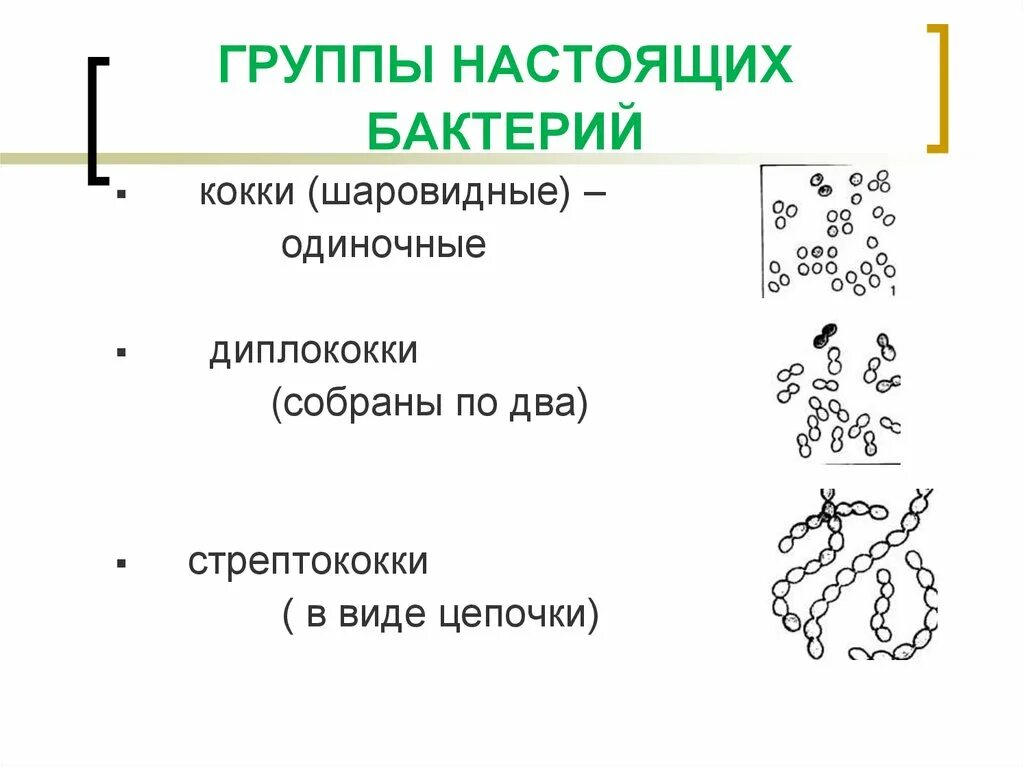 Примеры групп бактерий. Группы настоящих бактерий. Группы бактерий кокки. Виды настоящих бактерий. Гр и гр бактерии.