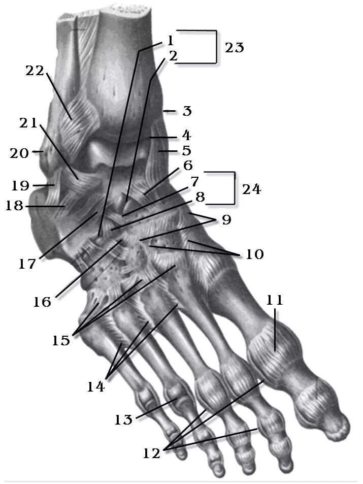 Ладьевидная кость запястье анатомия. Анатомия кубовидной кости. Строение ступни человека кости. 3 Плюсневая кости кисти.