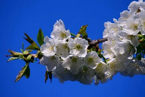 Отцвели белоснежные вишни