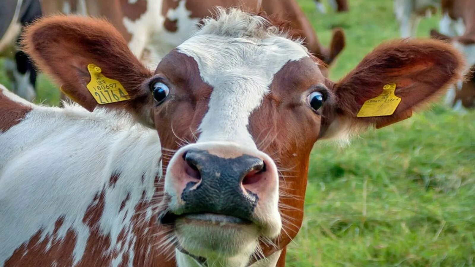 удивленная корова. фото бешеной коровы. коровы удивлены. смешные коровы. корова смеется.