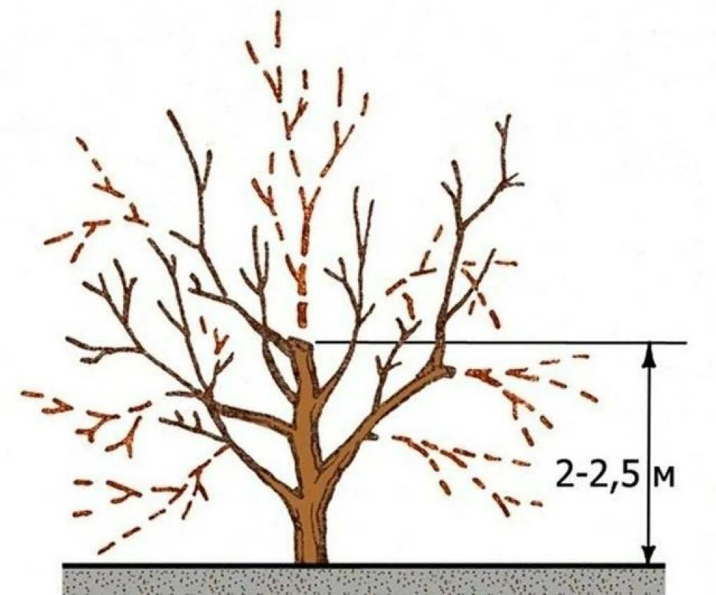 Как правильно обрезать верхушку. Омолаживающая обрезка яблони весной схема. Схема обрезки плодовых деревьев осенью. Обрезка абрикоса весной схема. Абрикос дерево схема обрезки.