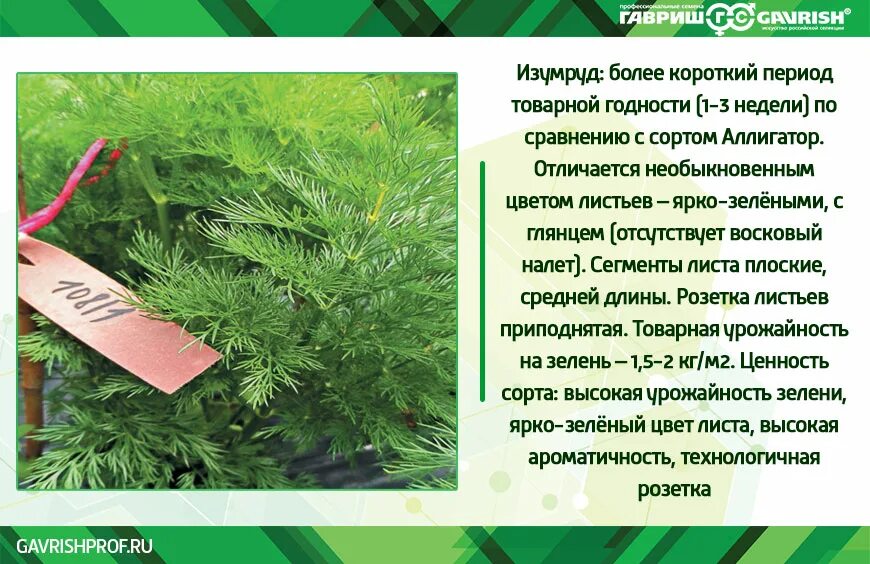 Укроп кустовой сорта. Что надо укропу. Укроп в огороде. Удобрение для укропа. Укроп польза.