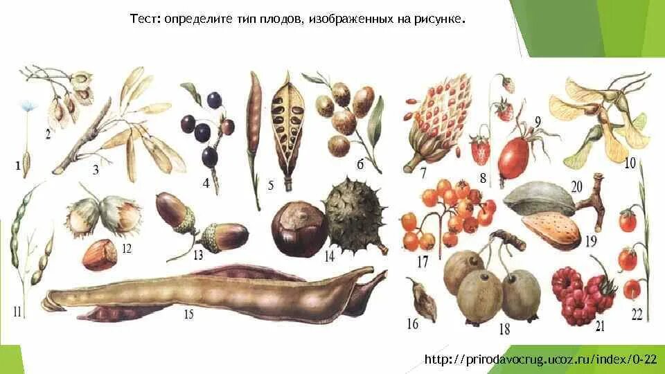 Определите тип плодов. Плоды разных растений. типы плодов растений. типы плодов и семян. тип плода.