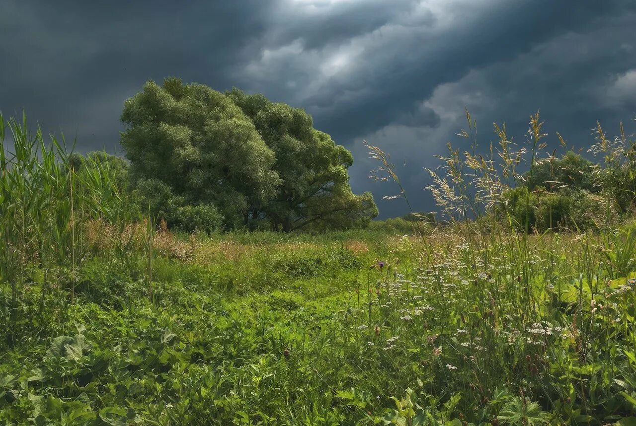 Свежий ветер в лесу. Лес перед грозой. Ветер фото. Трава на ветру. Ветер летом.