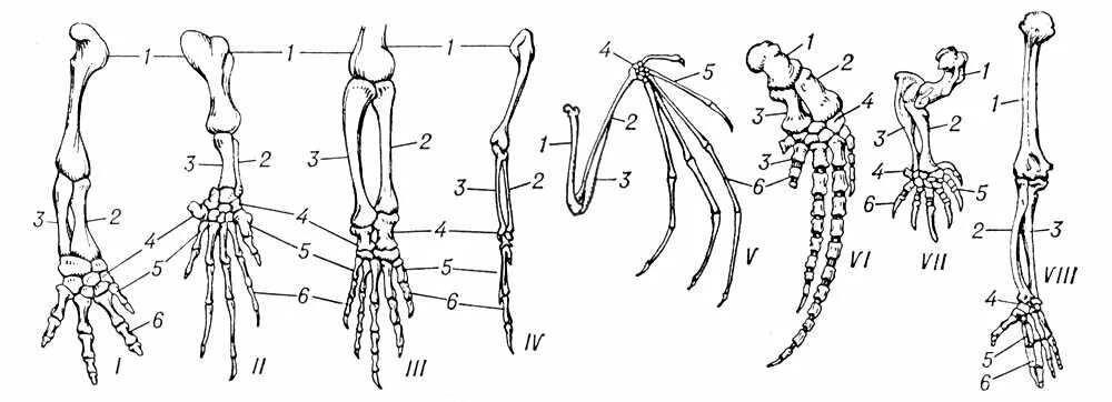 Гомология скелета передней конечности позвоночных. Гомология скелета передней конечности наземных позвоночных. Скелет передней конечности крота. Схема скелета конечностей наземных позвоночных. Шимпанзе передняя конечность