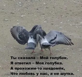 С далекого расстояния доносилось воркование голубя