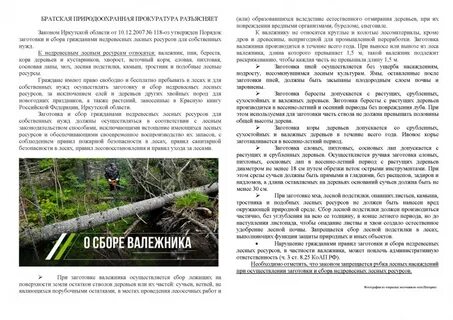 Сбор валежника в 2024