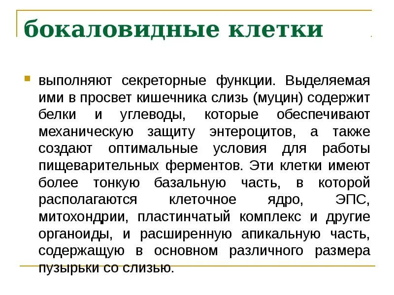 Слизь выполняет функцию. Бокаловидные клетки. бокаловидные клетки функции. функции бокаловидных клеток кишечника. бокаловидные клетки выполняют функцию.