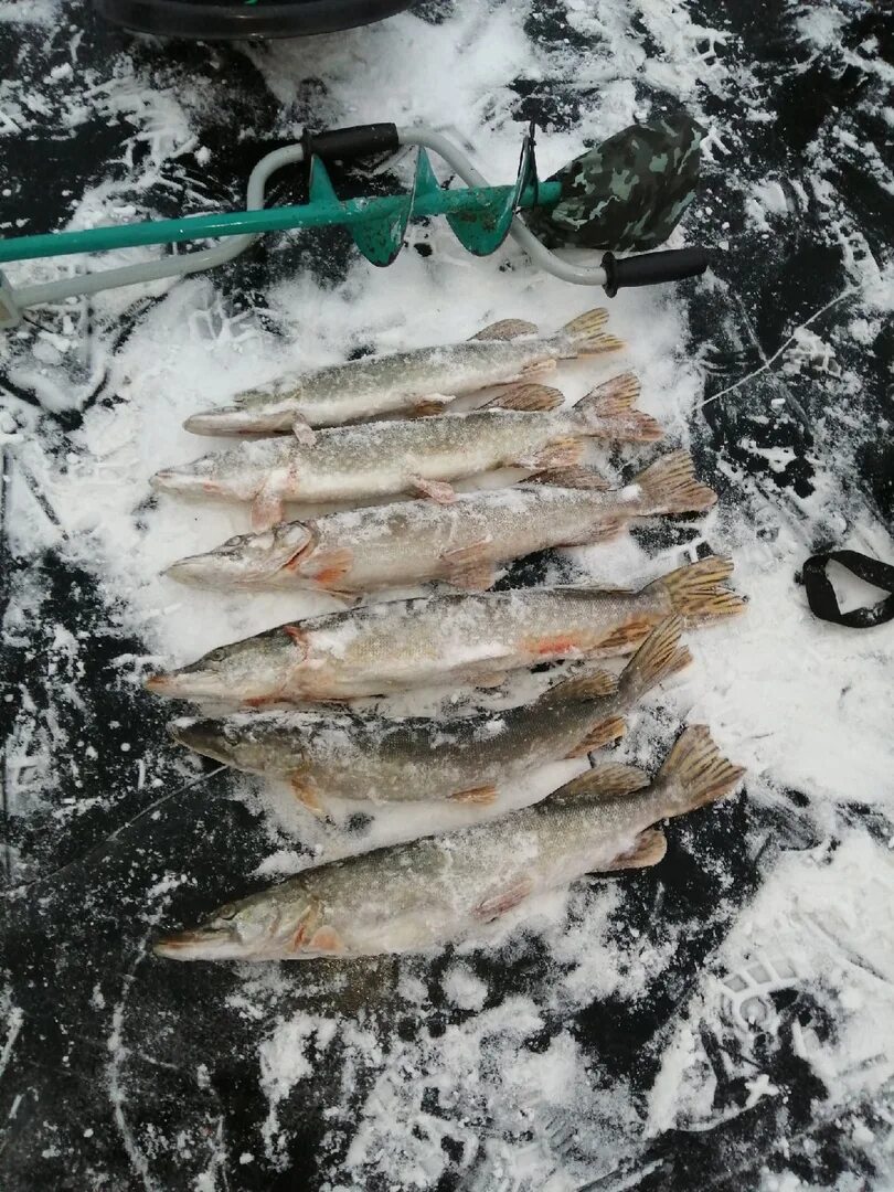 Ловли воронеж. Воронежское водохранилище рыбалка. Рыба из водохранилища. Рыбалка на водохранилище Воронеж. Рыба из Воронежского водохранилища.