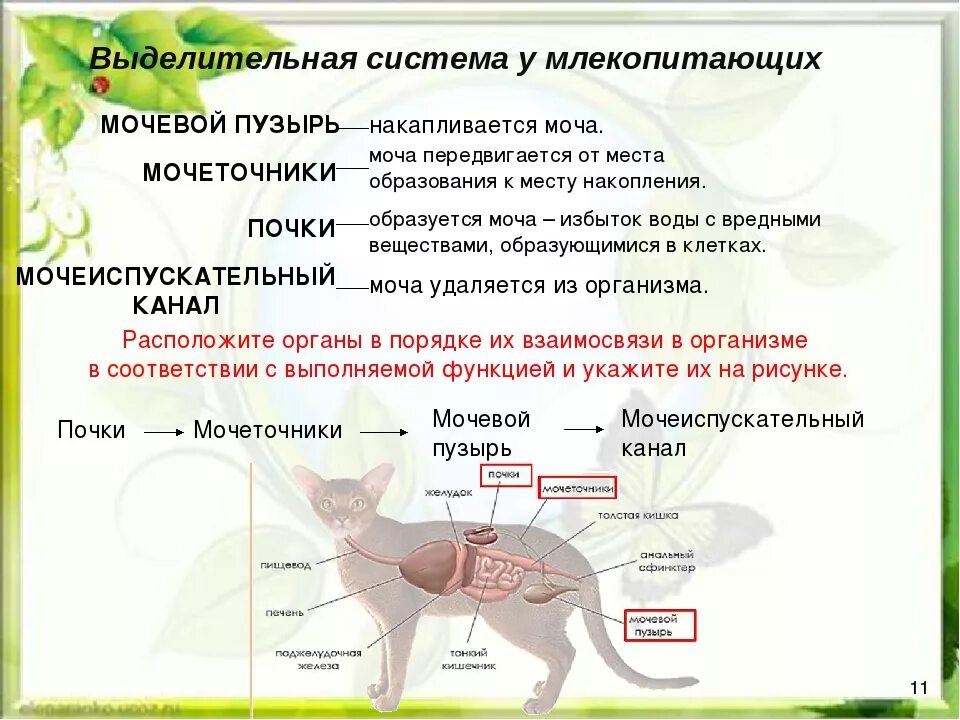 Мочеточники млекопитающих. Строение выделительной системы млекопитающих. Органы выделительной системы животных. Выделительная система млекопитающих 7 класс. Выделительная система млекопитающих схема.