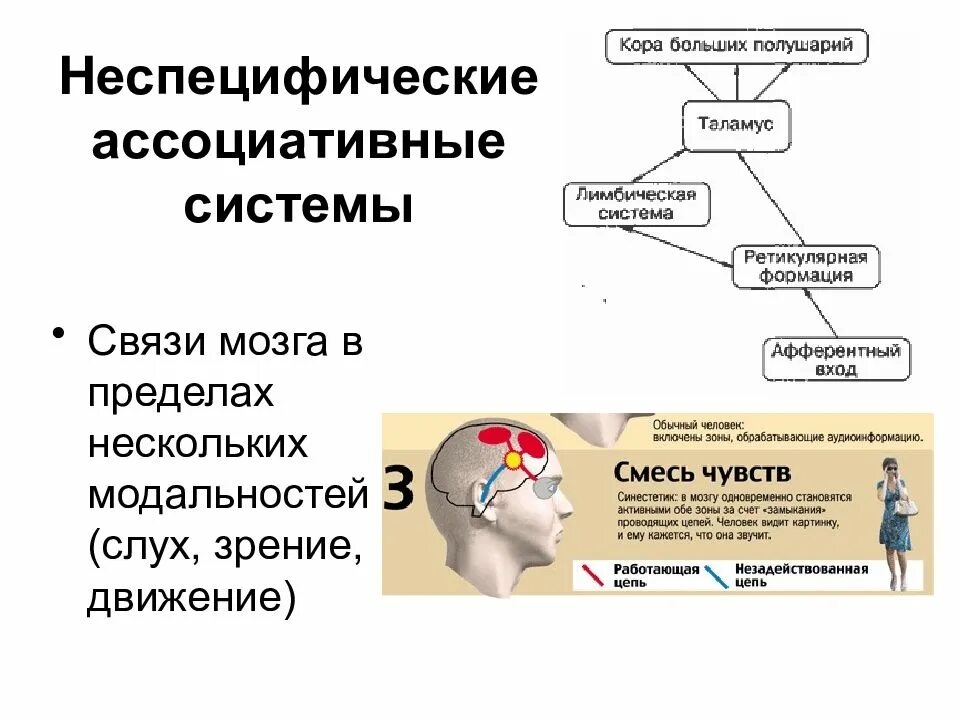Ассоциативные системы. Основы нейрофизиологии и внд. ассоциативные связи мозга. нейрофизиология высшей нервной деятельности.