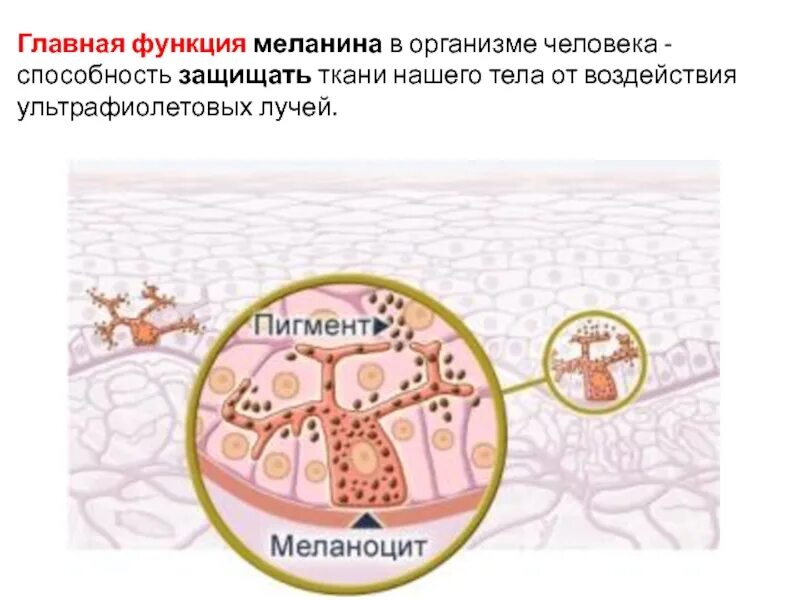 Пигмент кожи меланин находится. Строение эпидермиса меланоциты. Пигментные клетки меланоциты. Строение кожи меланин пигмент. Клетки меланоциты в коже.