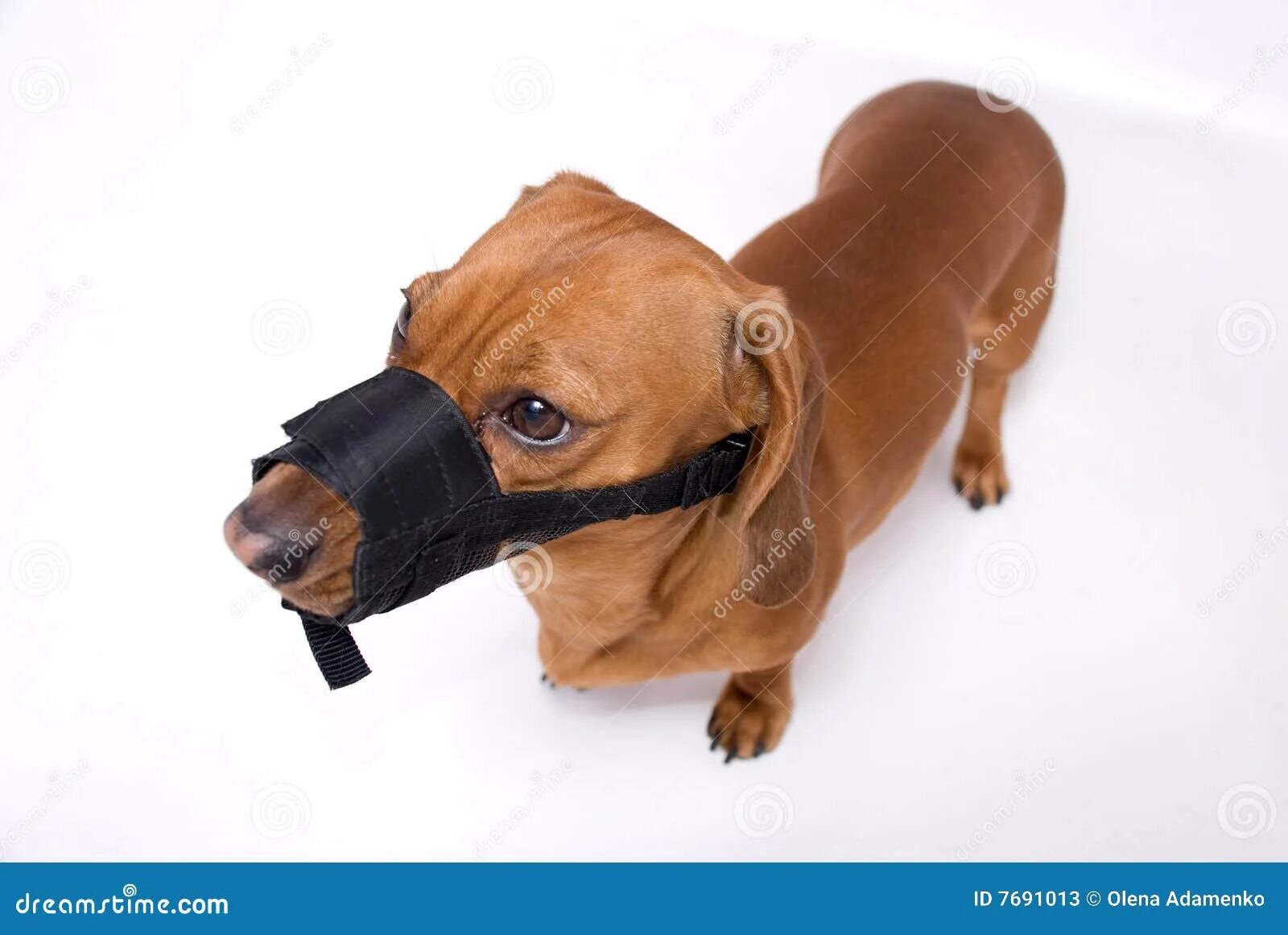 Намордник утка для таксы. Намордники для маленьких собак такс. Намордник для собак такса. Намордник для собак такса. Намордник для собак такса.