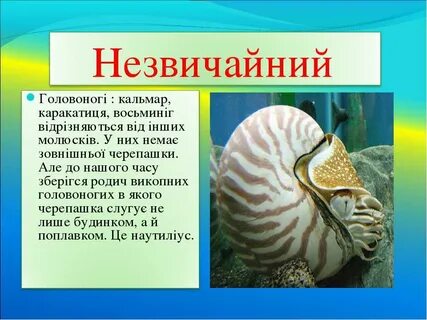 Слово моллюск