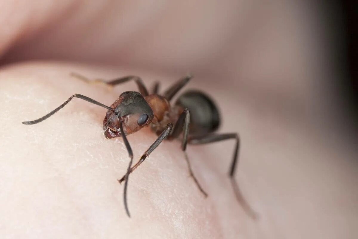 Томкат муравей. Муравей camponotus. Томкат муравей. Черные муравьи кусаются. Черные муравьи кусаются.