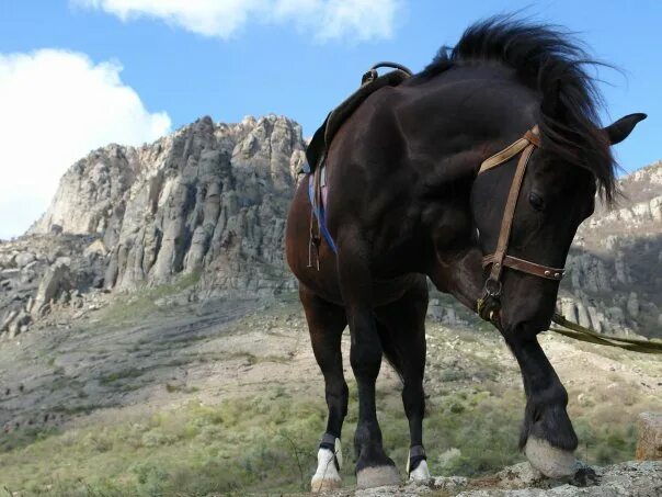 Крымские лошадки. Конь на скале. Лошадь на скале. Крымские лошади. Гора с лошадьми в Крыму.