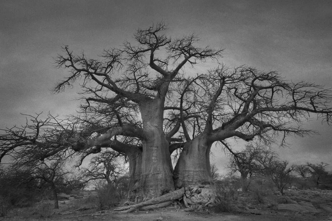 Ancient trees