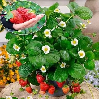 Клубника круглый год