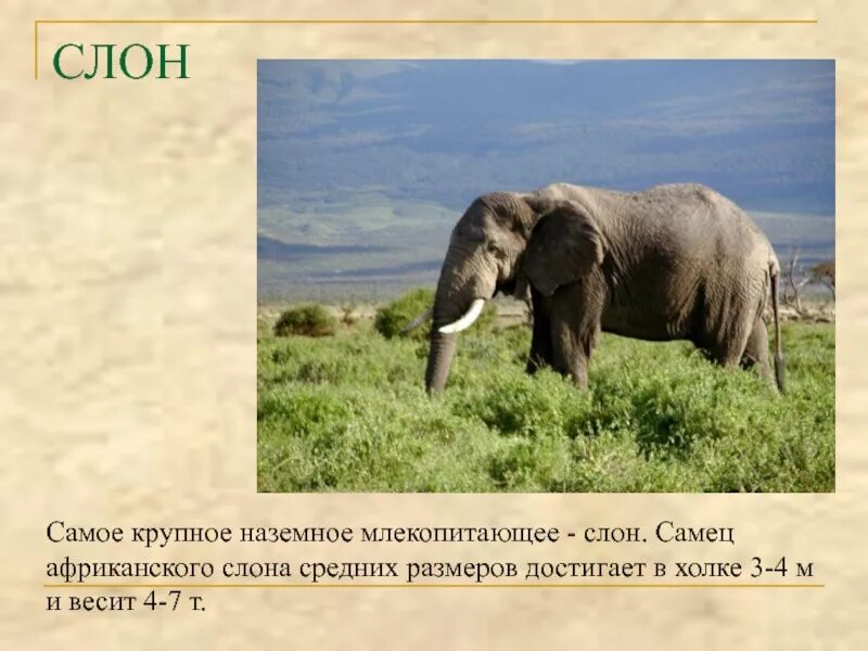 Каких размеров достигает больше