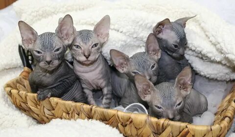 Котята сфинкса 2 месяца