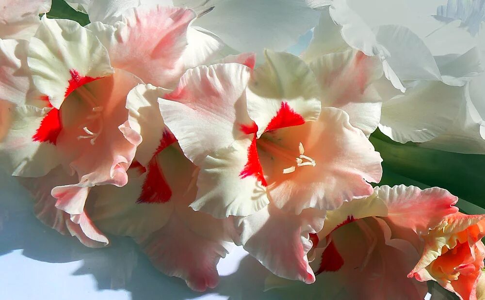 самые красивые гладиолусы. гладиолус эмеральд риппл. букет с гладиолусами. букет красных гладиолусов. песня в твоей руке гладиолусы.