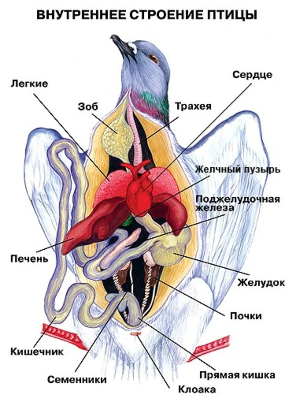 Строение вскрытого голубя. Строение органов пищеварительная система птицы. Строение внутренних органов птицы. Внутреннее строение сизого голубя.