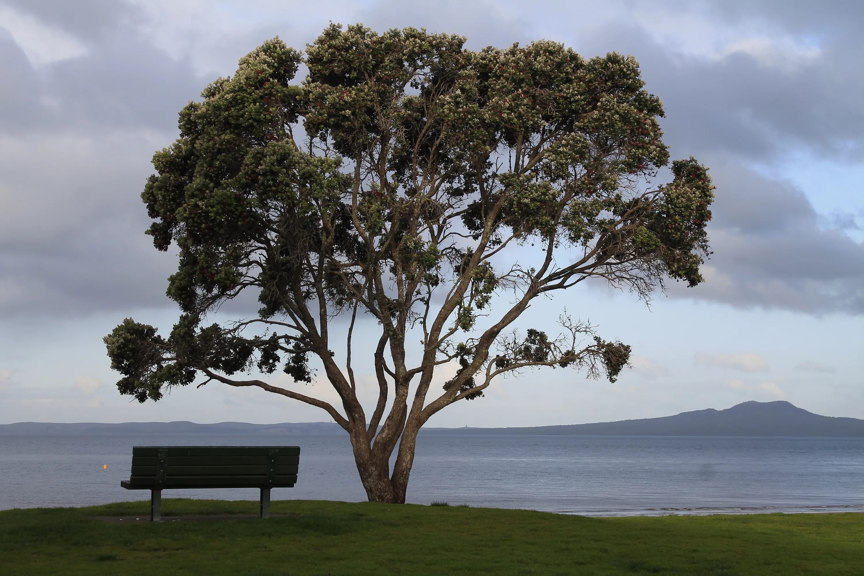 Nearer tree
