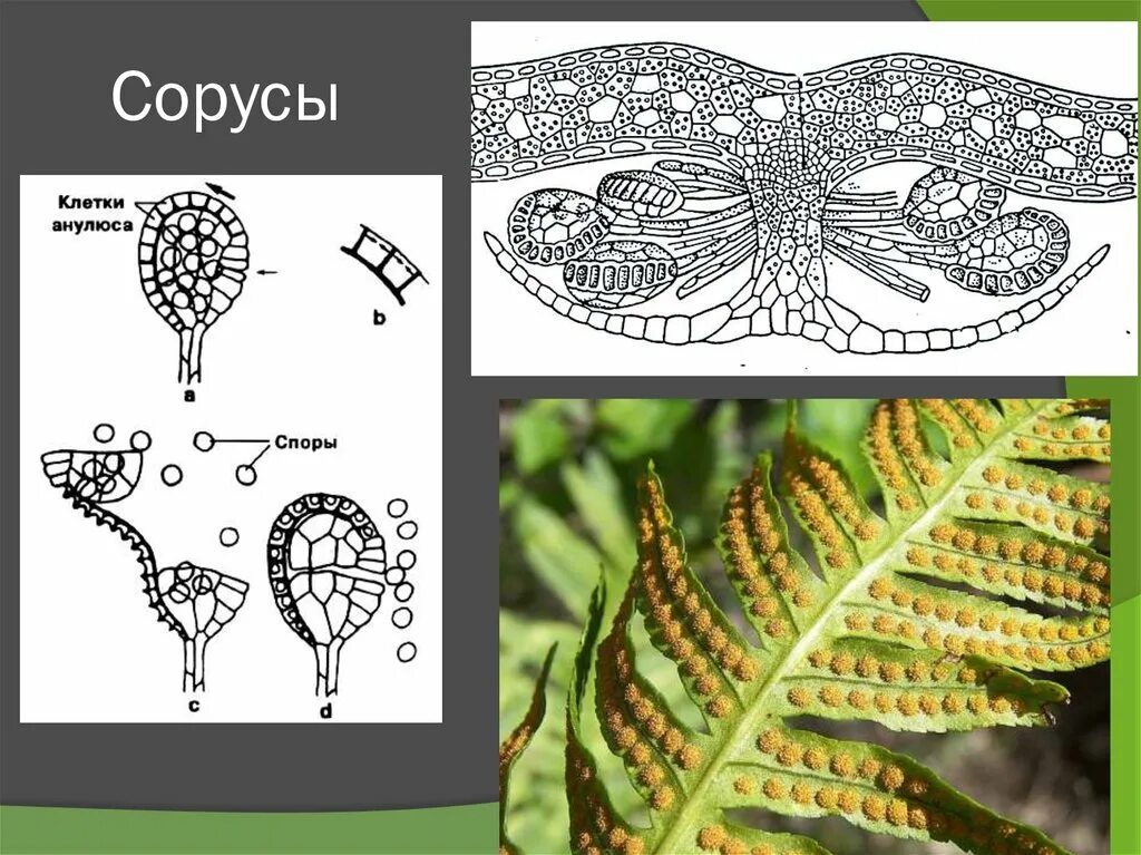 Строение соруса папоротника. Щитовник мужской сорусы. Сорус спорангий папоротника. Спорангий щитовника. Формирования спорангиев