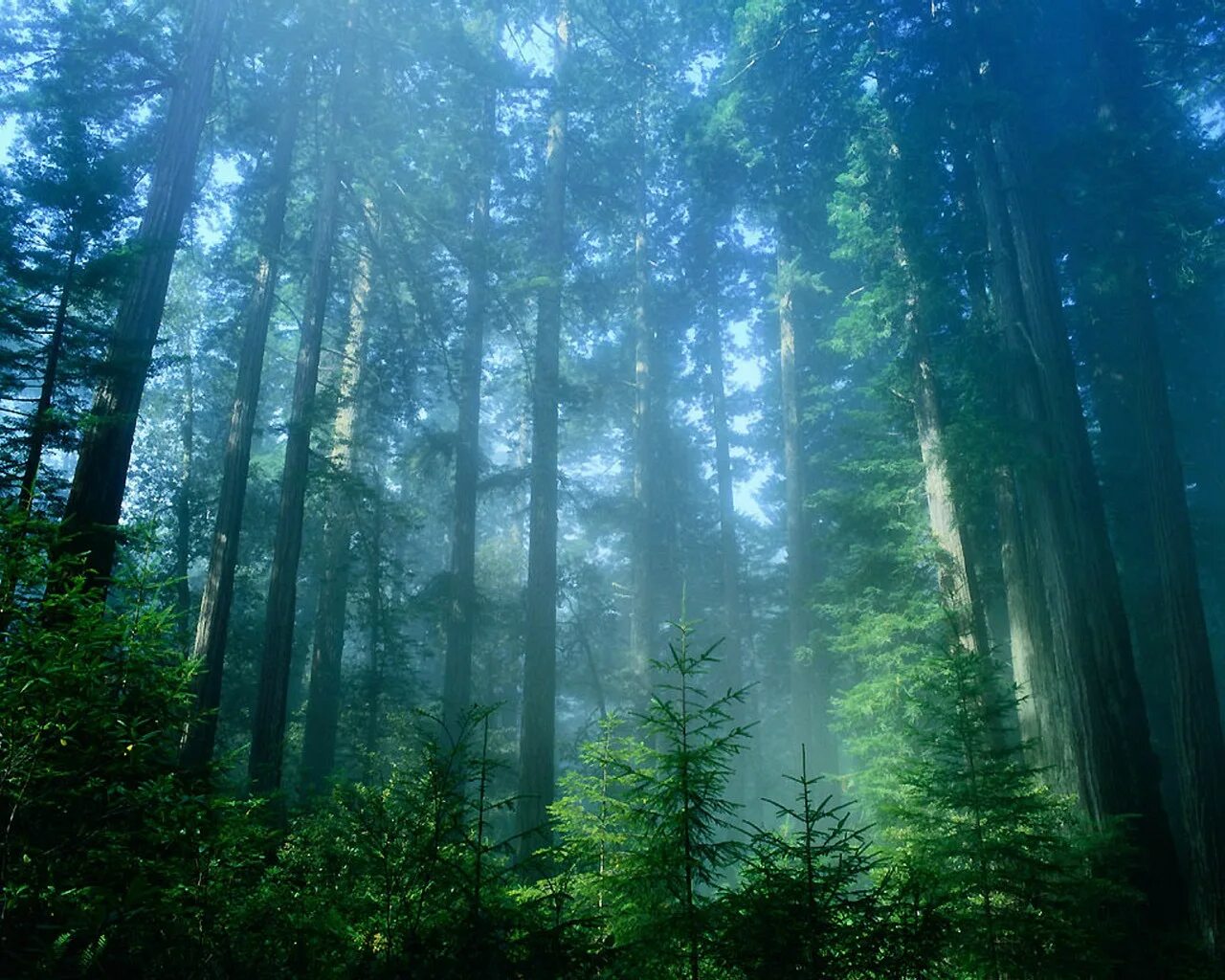 сказочный лес. Hdri туманный лес. сосновый бор дом ельник. экологически чистый лес. летний лес.
