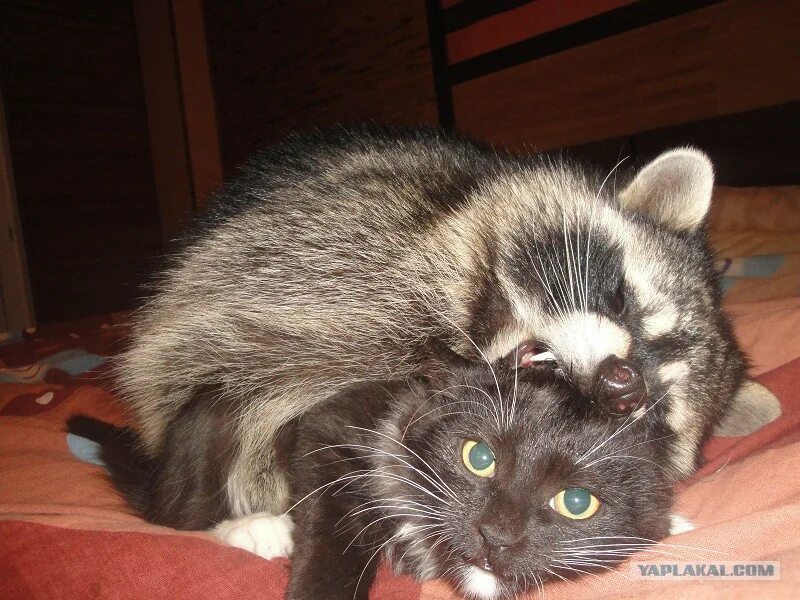 Енот обнимает. Енот с котенком на руках. Енот и кот. Енот с котом на руках. Енот и кот.