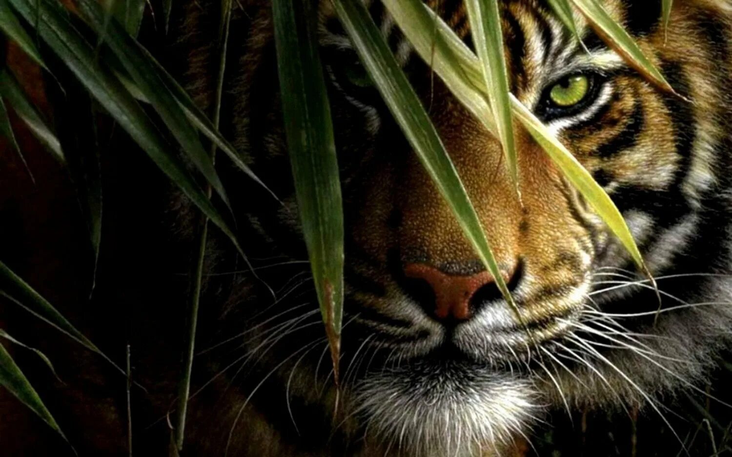 Коллин Богл картины. Красивый тигр. Тигр обои. Зеленоглазый тигр. Питомцы на экран телефона