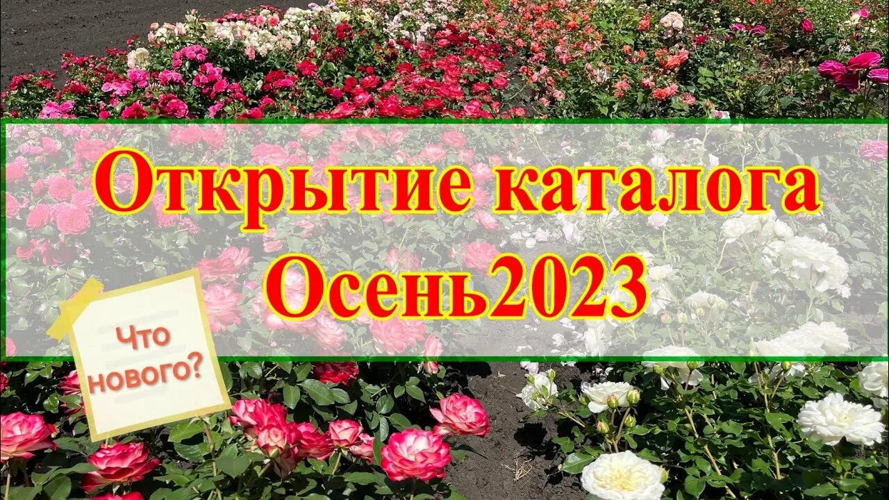 Питомник бутримовых каталог. Каталог роз. Каталог роз Бутримовых на осень 2023. Розе 2023. Питомник роз Бутримовых каталог на весну 2023 года.