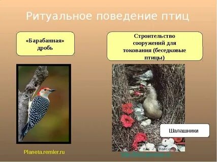 Поведение птиц сезонные явления в жизни птиц