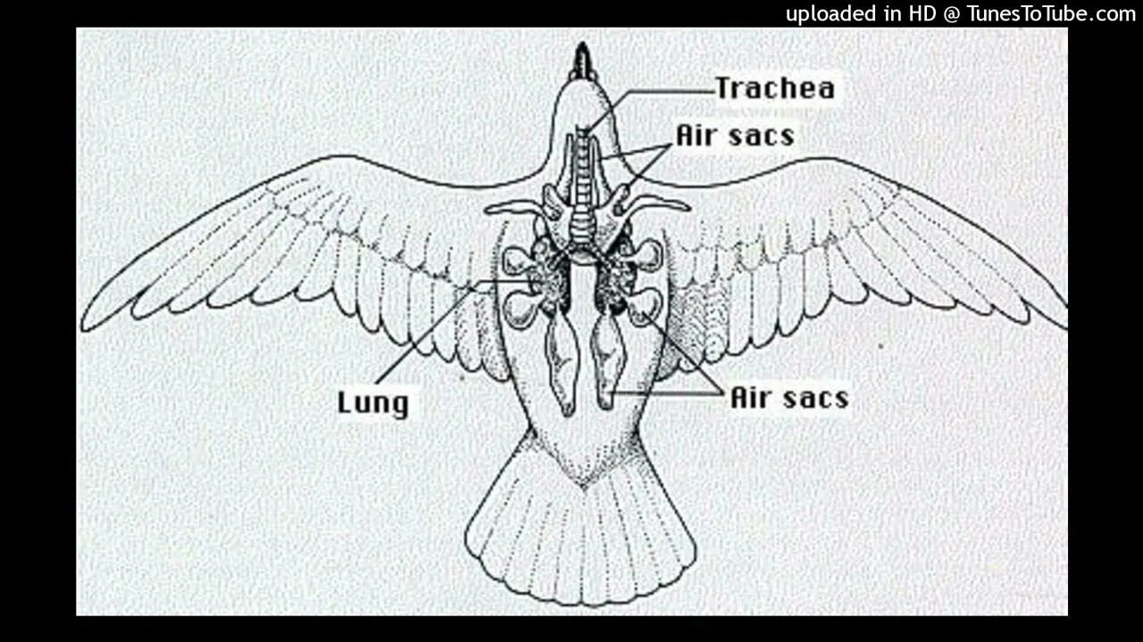 Форма легких птиц. Легкие птицы строение. Дыхательная система птиц. Схема дыхательной системы птицы. Трубчатые легкие у птиц.