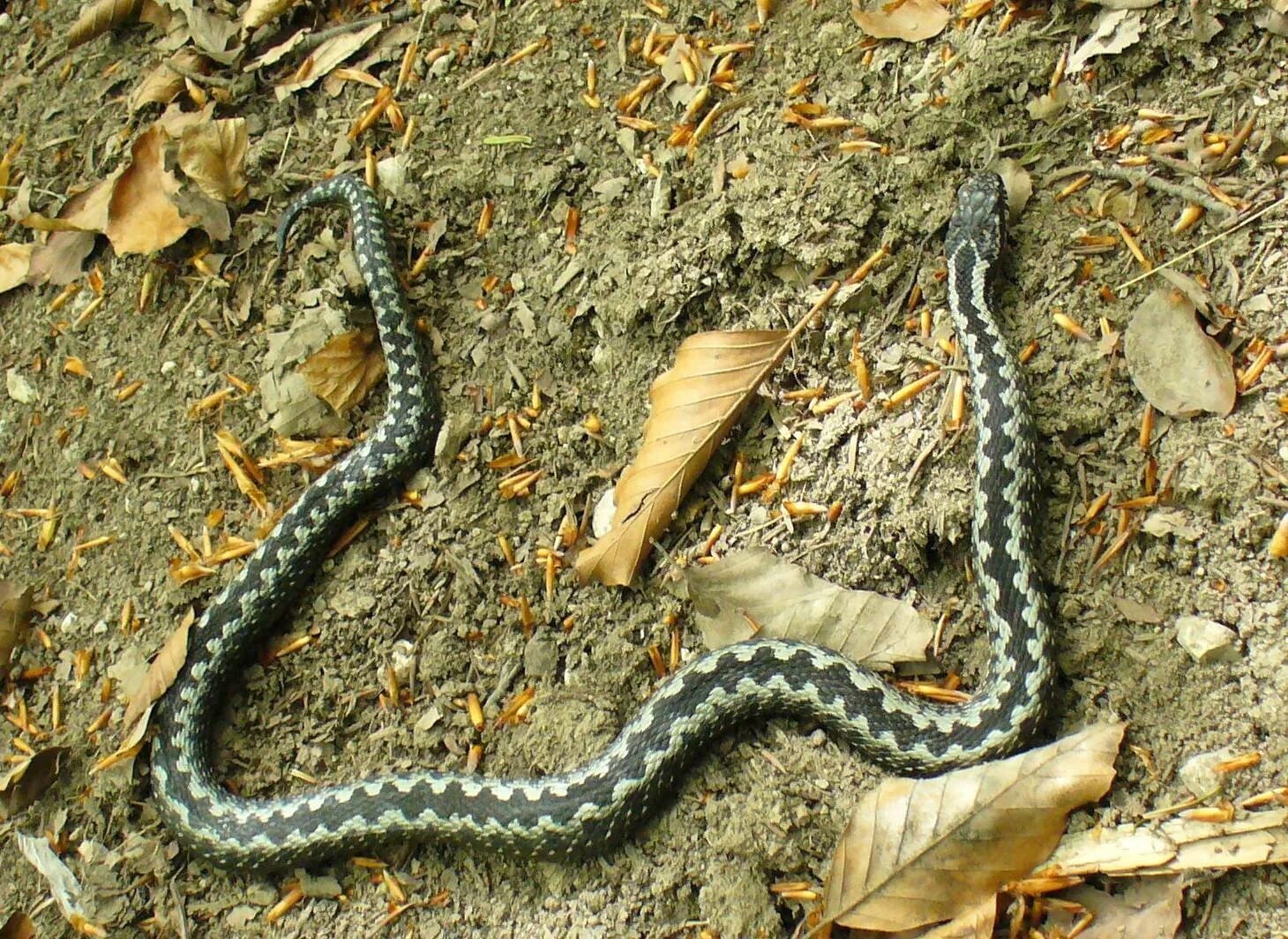 Гадюка Випера Берус. Обыкновенная гадюка (Vipera berus). Обыкновенная гадюка - Vipera berus (Linnaeus, 1758). Змея огневка Сибирская.