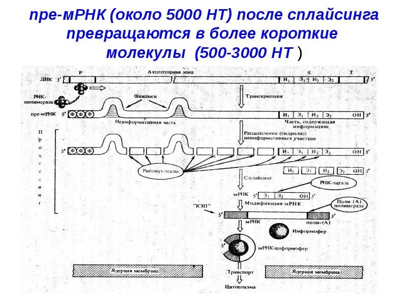 Процесс созревание рнк. Процессинг РНК. Этапы процессинга РНК. Регуляция процессинга РНК. Пре МРНК.