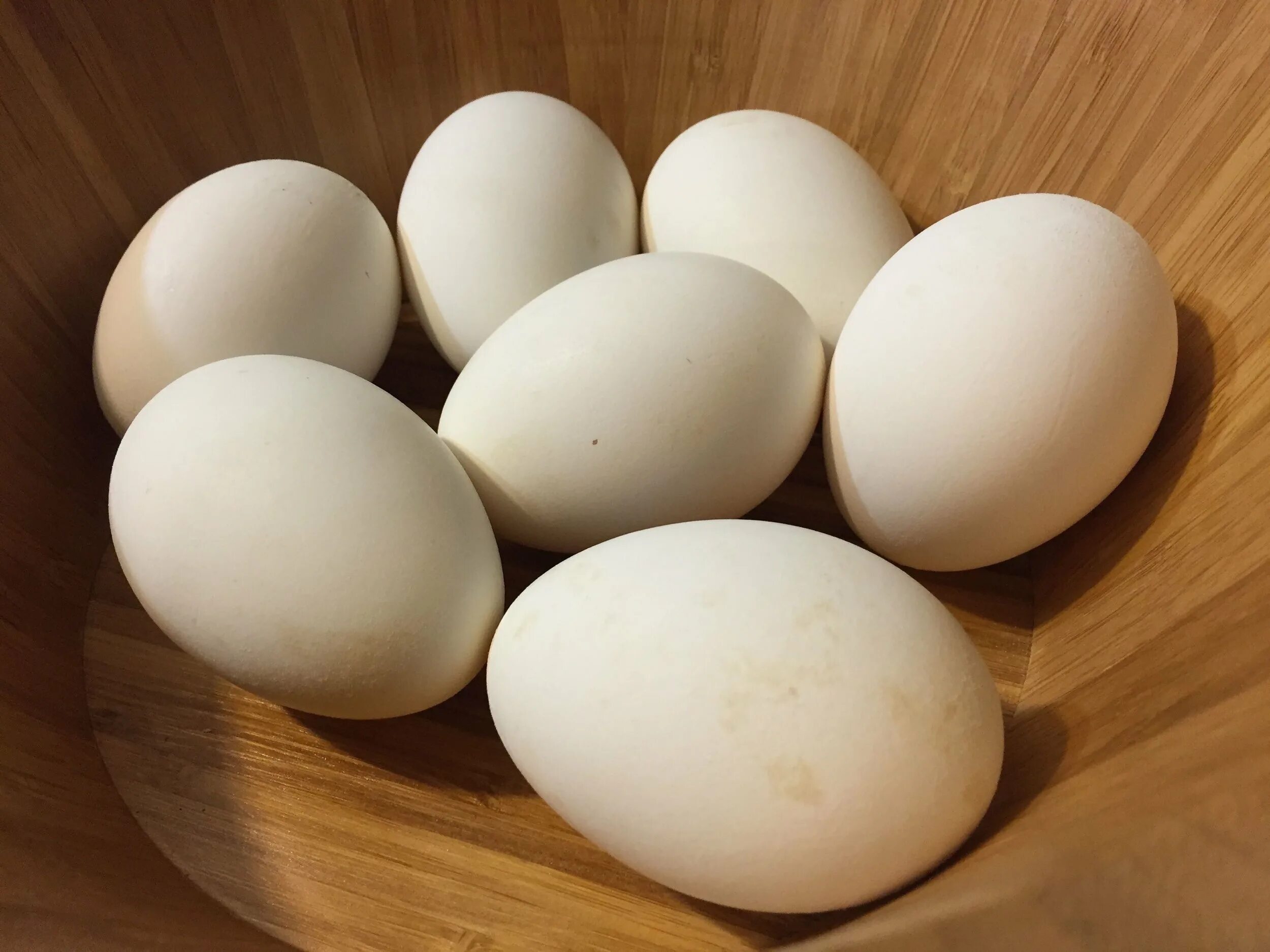 Яйцо гусиное инкубационное. Яйца гусиные яйца. Гусыня и гусиное яйцо. Инкубационное яйцо гусей. Купить гусиное яйцо на авито