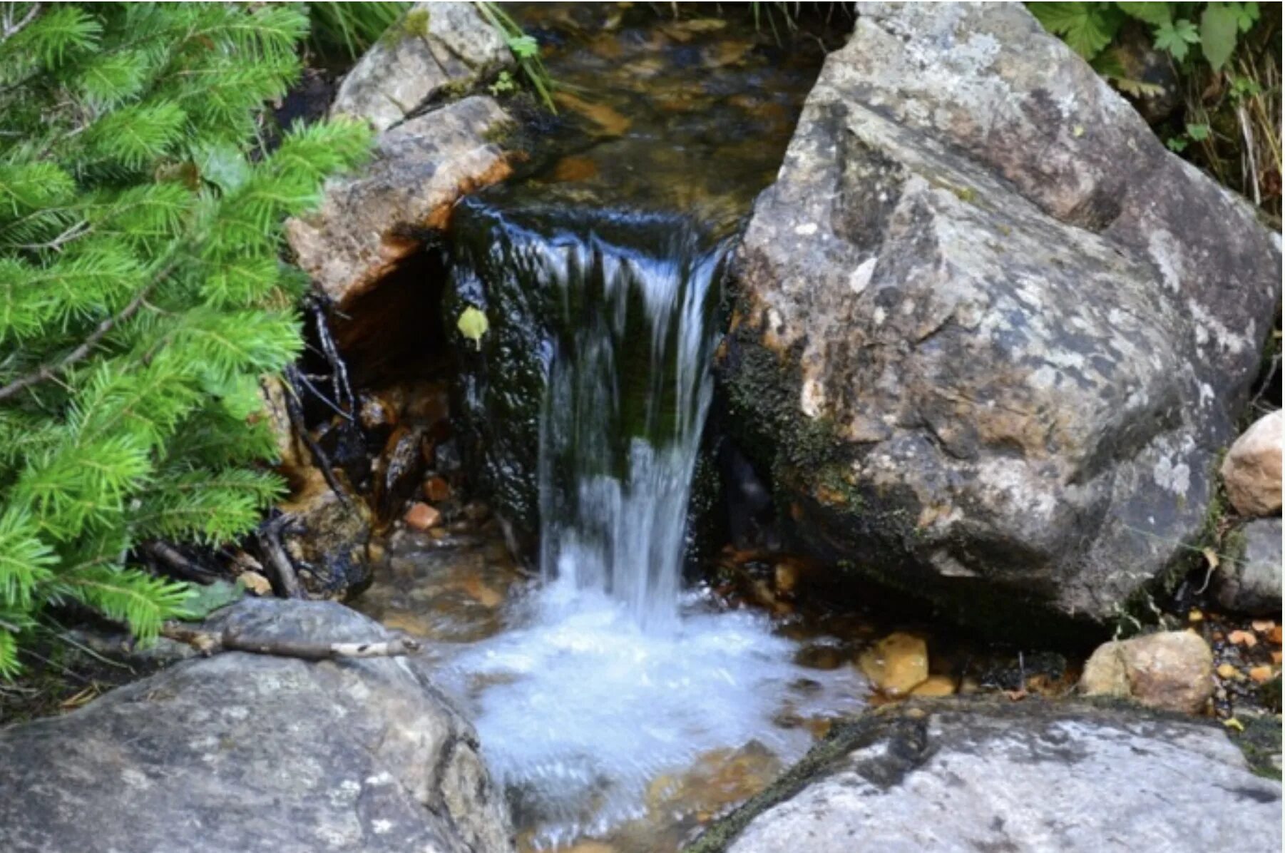 Растительный источник воды