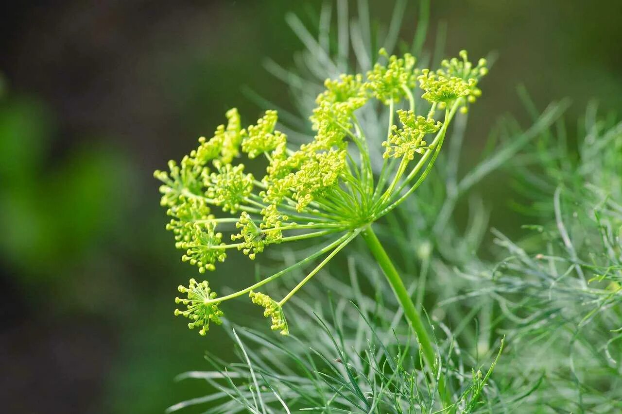 Укроп огородный Anethum graveolens. Фенхель зонтичные. Фенхель огородный. Фенхель куст. Цветущий укроп