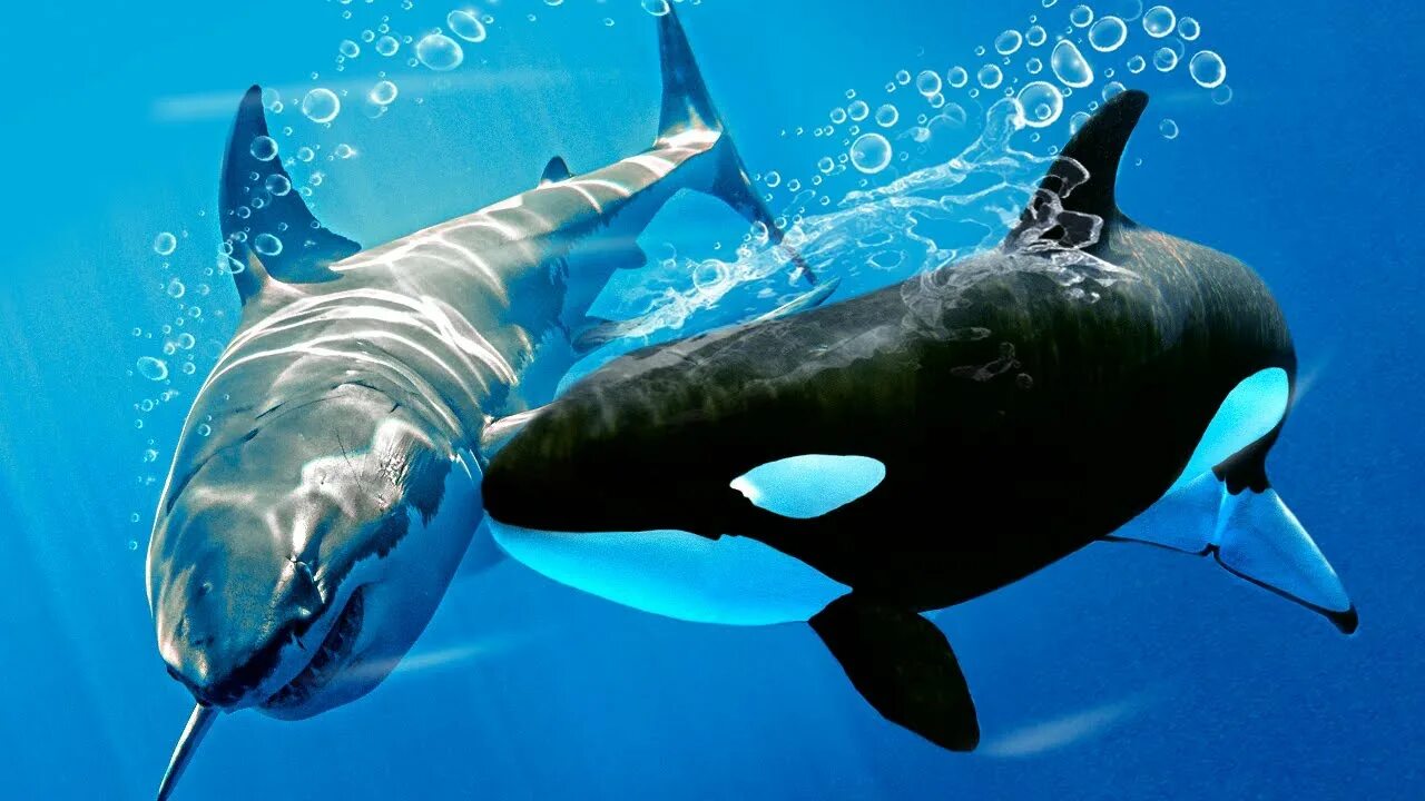 Косадки акула организмы. Касатка это кит или акула. Orca vs white shark. Касатка против белой акулы. Касатка и акула.
