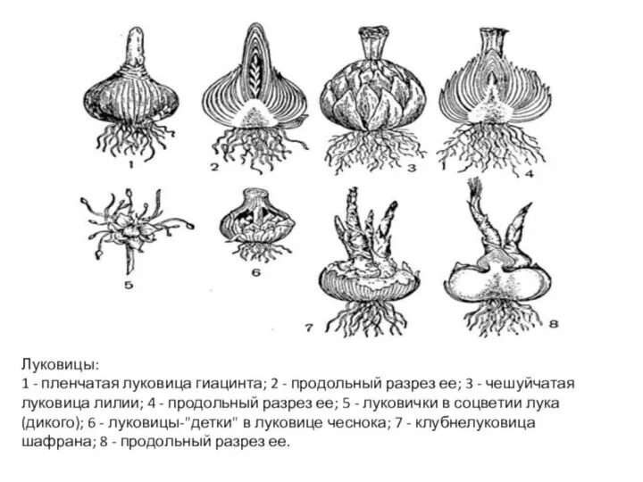 Вегетативное размножение с помощью луковиц. Чешуйчатая луковица лилии строение. Метаморфозы побега клубнелуковица. Вегетативное размножение луковицами. Вегетативное размножение клубнелуковицами.