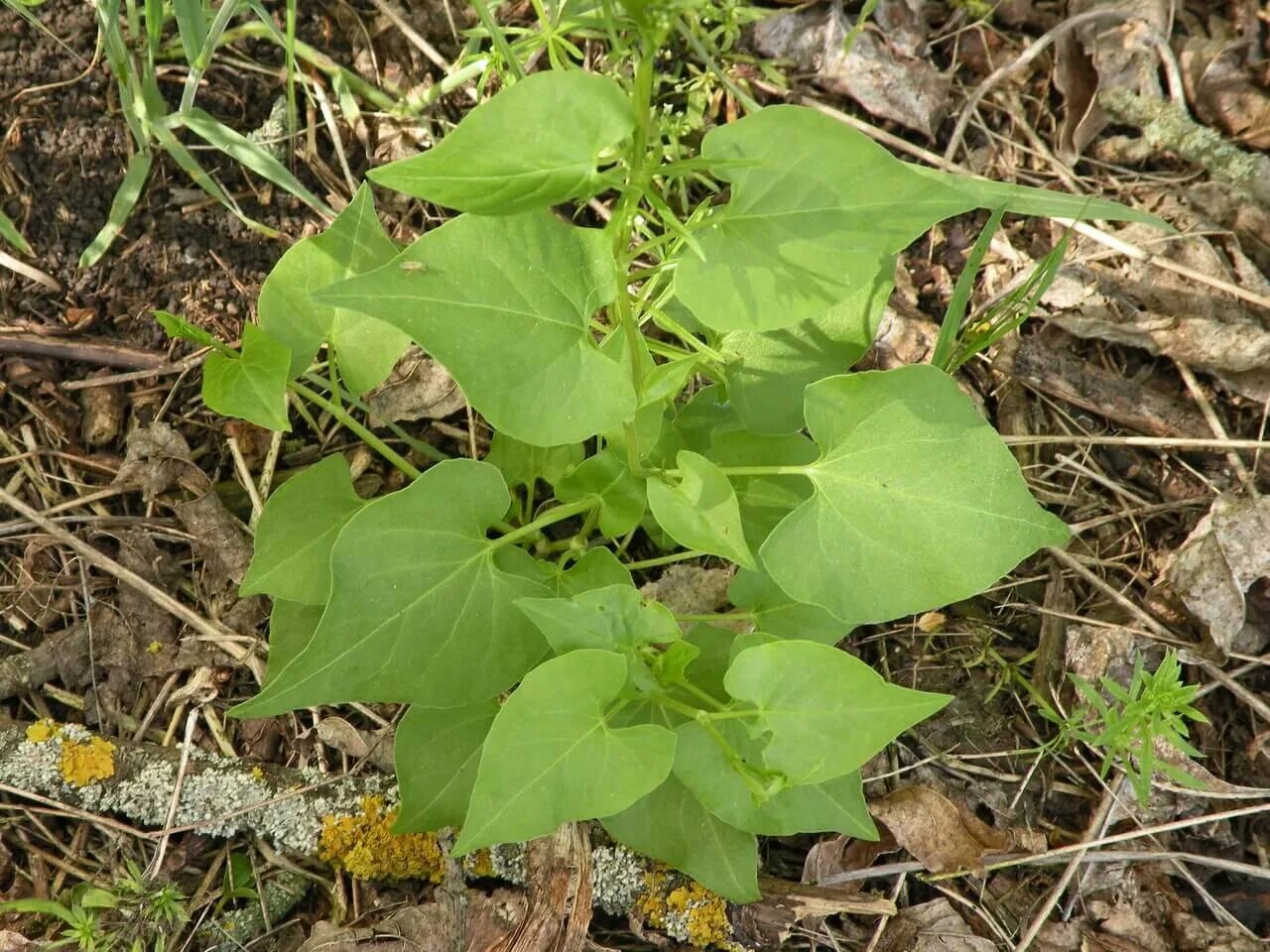 Длинный сорняк. Гречишка вьюнковая (Fallopia Convolvulus). Горец вьюнковый. Гречишка вьюнковая сорняк семена. Горец вьюнковый сорняк.