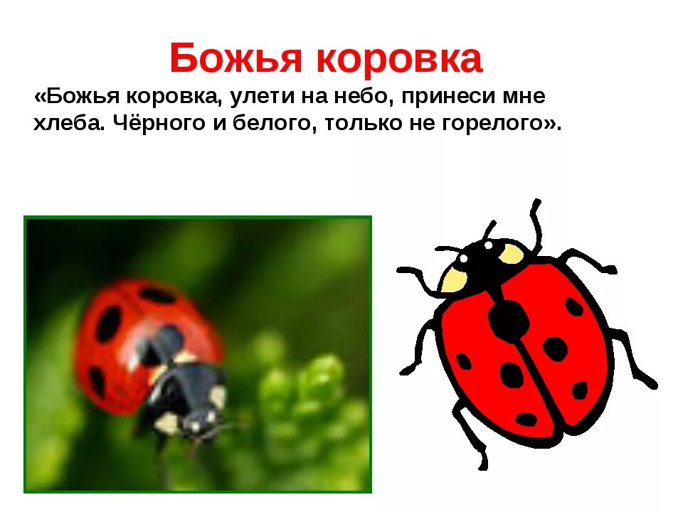 Окружающий мир 1 класс Тема урока: "Насекомые. Птицы. Рыбы. Звери" - окружающий 