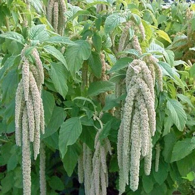 Амарант щирица. Амарант хвостатый щирица. Амарант белосеменной. Амарант хвостатый зеленый. Амарант, растения из семейства амарантовых.