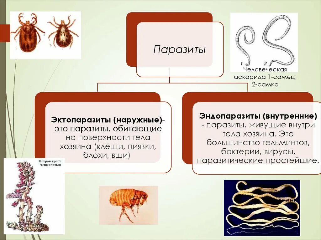 Особенности приспособленности организмов к организменной среде обитания. Представители организменной среды обитания. Организменная среда 5 класс биология. Организменная среда обитания характеристика. Организменная среда обитания паразиты.