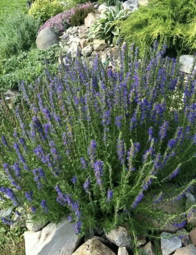 Korean Mint Seeds Banga Agastache Rugosa Giant Purple Hyssop Etsy Planting herbs