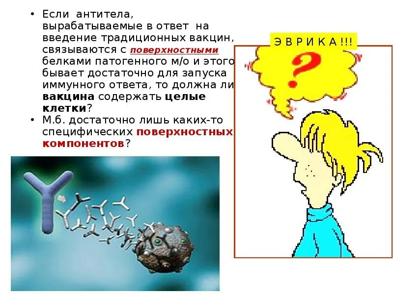 Выработка организмом антител. Антитела вырабатываются. Антитела в организме человека. Откуда берутся антитела. Антитела белки которые выраба.